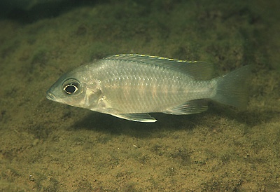 Placidochromis sp. 'jalo' Jalo Reef